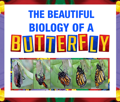 THE BEAUTIFUL BIOLOGY OF A BUTTERFLY