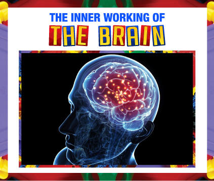 THE INNER WORKING OF THE BRAIN